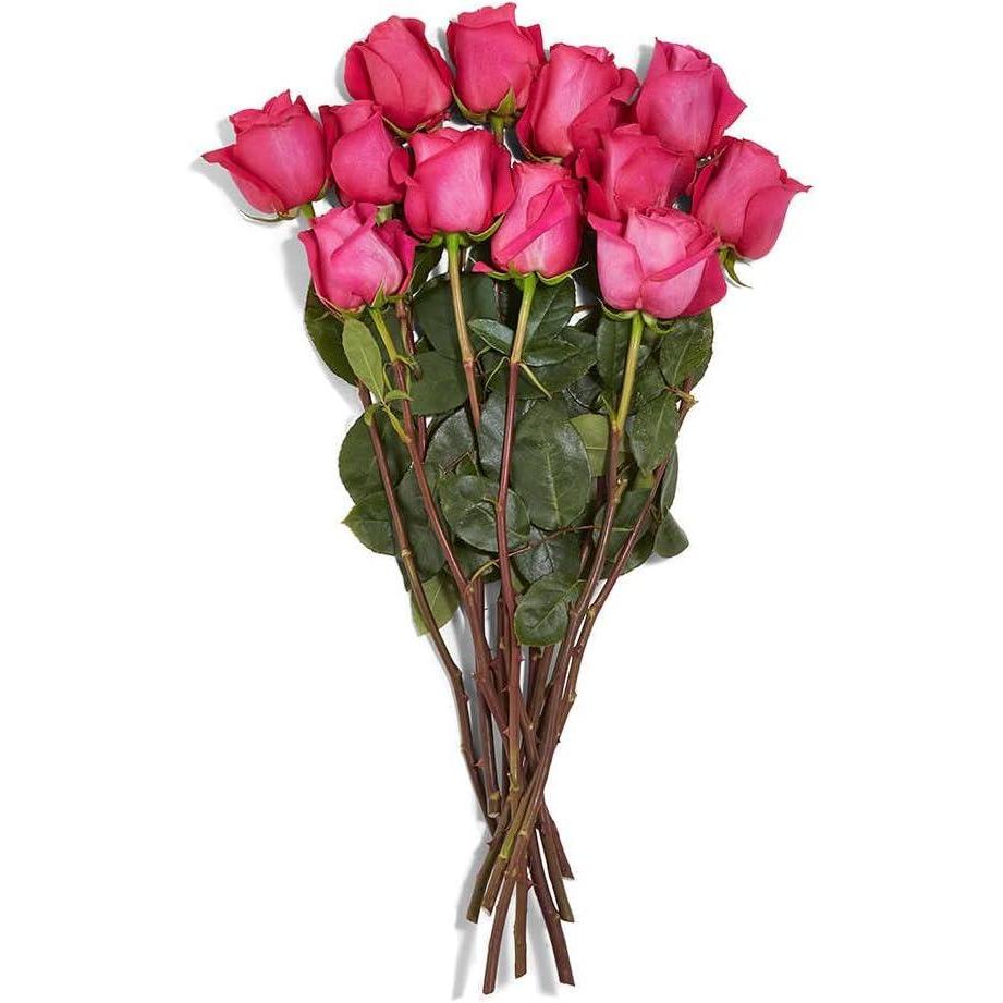 image:imageFloral Rose 12 Stems 40cm 1 EA